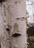 textura de casca de bétula. a textura da casca de bétula. fundo de casca de bétula. tronco de árvore de bétula, betula pendula. foto