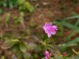 Rosa flores do rododendro cópia de espaço. rododendro ledebourii. Primavera floração rododendro. fechar-se tiro do rododendro dauricum flores, popular nomes bagulnik, maralnik foto