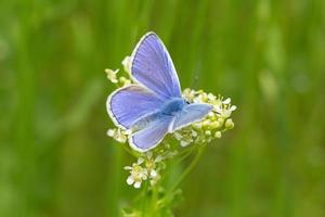 azul borboleta em branco flor dentro verde Relva foto