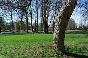 baixo ângulo Visão do árvore e galhos às local parque foto