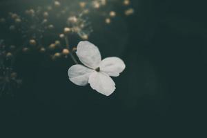 branco pequeno flor em a arbusto dentro a jardim foto