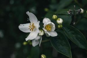 branco pequeno jasmim flor em a arbusto dentro a jardim foto