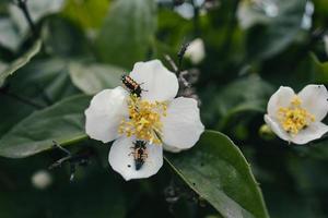 branco pequeno jasmim flor em a arbusto dentro a jardim foto