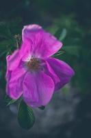 selvagem rosa flor dentro fechar-se em a arbusto dentro natural habitat foto