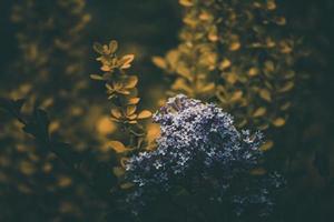 roxa lilás entre a verde folhas em a arbusto dentro a Primavera jardim foto