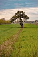 calma Primavera panorama com uma solitário árvore crescendo em uma campo do jovem grão em uma nublado Primavera dia foto