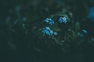 azul Não me esqueça flores entre a verde alta Relva foto