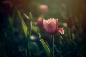 Primavera tulipa crescendo lado de fora dentro a jardim debaixo a caloroso raios do a Primavera Sol dentro fechar-se foto