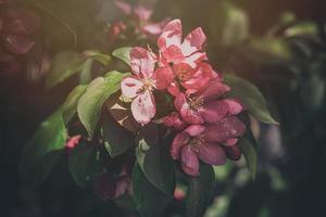 floração fruta árvore com Rosa flores e verde folhas dentro a jardim foto