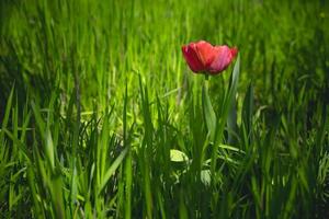 vermelho tulipa em uma fundo do verde Relva dentro a caloroso Primavera Sol foto