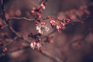 Primavera árvore florescendo dentro Rosa dentro fechar-se ao ar livre dentro a caloroso brilho do sol foto