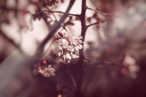 Primavera árvore florescendo dentro Rosa dentro fechar-se ao ar livre dentro a caloroso brilho do sol foto