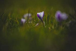 Primavera flores açafrões dentro a jardim dentro a caloroso raios do a tarde Sol foto