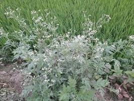 branco desconhecido flores silvestres em uma verde arbusto, Bangladesh, Ásia foto