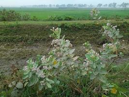 branco desconhecido flores silvestres em uma verde arbusto, Bangladesh, Ásia foto