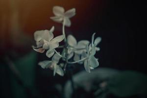 interessante orquídea flor em uma Sombrio fundo dentro uma suave luz dentro a interior foto