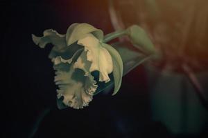 interessante orquídea flor em uma Sombrio fundo dentro uma suave luz dentro a interior foto