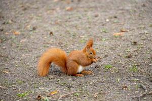 pequeno vermelho esquilo dentro uma natural habitat dentro a cidade parque foto