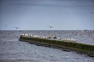 panorama com pássaros gaivotas sentado em a quebra-mar em a costa do a báltico mar foto