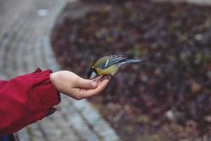 pequeno colorida pássaro tit - comendo girassol semente a partir de Rapazes mão dentro inverno foto