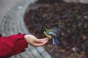 pequeno colorida pássaro tit - comendo girassol semente a partir de Rapazes mão dentro inverno foto