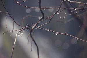 pingos de chuva em uma ramo do uma sem folhas árvore dentro fechar-se dentro janeiro foto