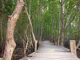 mangue florestas estão importante florestas do tailândia. foto