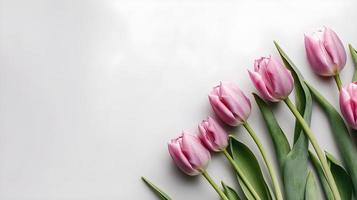 Rosa tulipas em branco plano deitar fundo foto
