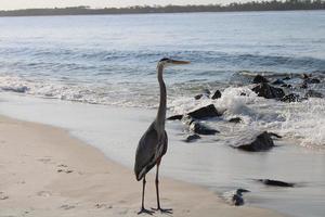 ótimo azul garça por aí a Beira Mar foto