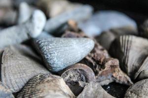 uma pilha do fóssil deitou Fora em uma mesa com uma Sombrio fundo. foto