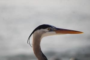 ótimo azul garça por aí a Beira Mar foto