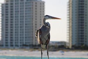 ótimo azul garça por aí a Beira Mar foto