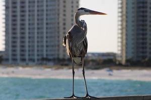 ótimo azul garça por aí a Beira Mar foto