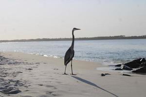 ótimo azul garça por aí a Beira Mar foto