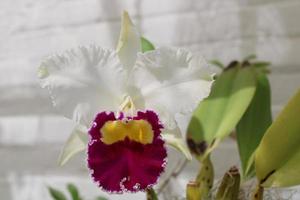 lindo orquídea plantas florescendo dentro a verão foto