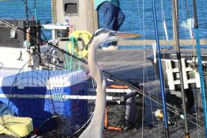 ótimo azul garça por aí a Beira Mar foto