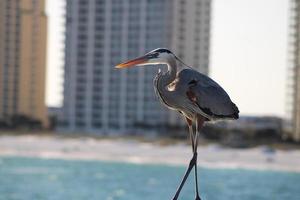 ótimo azul garça por aí a Beira Mar foto