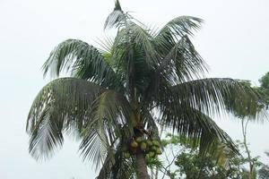 uma coco árvore dentro a selva foto