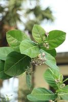 gigante calótropo fechar acima do uma verde folha com branco flores foto