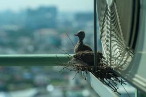 closeup pássaros em um ninho na gaiola de aço do ar condicionado no terraço de um condomínio alto com fundo desfocado da cidade na manhã de sol foto