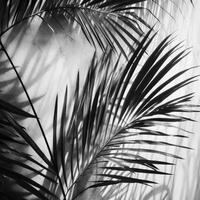 Palma folhas sombra. ilustração ai generativo foto