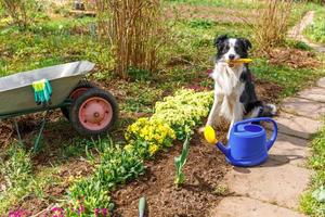 cão border collie segurando ancinho de jardim na boca no fundo do jardim com carrinho de mão, regador. cachorrinho engraçado como jardineiro buscando ancinho pronto para plantar. conceito de jardinagem e agricultura. foto