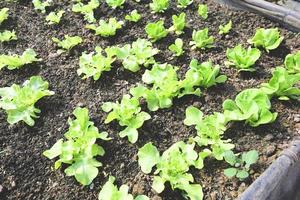 horta de solo de fazenda de vegetais, horta orgânica verde cos alface jardinagem com folhas verdes vegetais frescos plantação de alface, no jardim com efeito de estufa jardinagem ecológica natureza foto