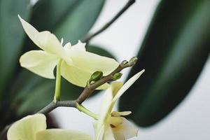 orquídea crescendo botões de flores no antigo pico de floração, revólver phalaenopsis florescendo foto