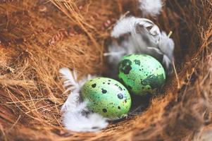 pássaro ninho em árvore ramo com três ovos dentro, pássaro ovos em pássaros ninho e pena dentro verão floresta , ovos Páscoa conceito foto