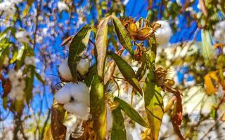branco algodão em árvore ou plantar dentro porto escondido México. foto
