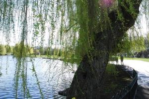 baixo ângulo Visão do local público parque e lindo árvores uma Claro e frio dia do 22 de março de 2023 às luton Cidade do Inglaterra Reino Unido. foto