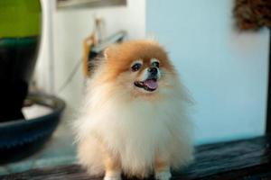 retrato fofo cão da Pomerânia olhando para a câmera com a língua de fora foto