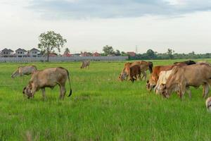 grupo de vacas comendo grama no grande campo foto