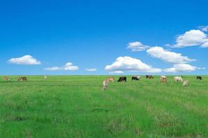 grupo de vacas comem a grama no grande campo foto